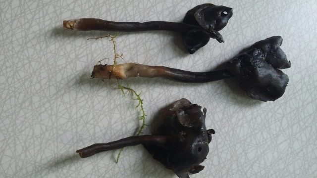 sotmurkla 2019.jpg - 211:44 kB